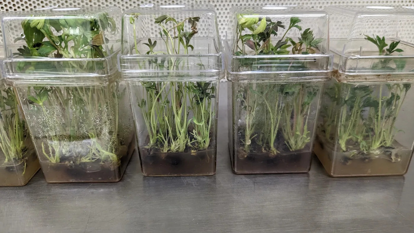 Clear culture vessels of multiplying plantlets on a stainless steel lab bench.