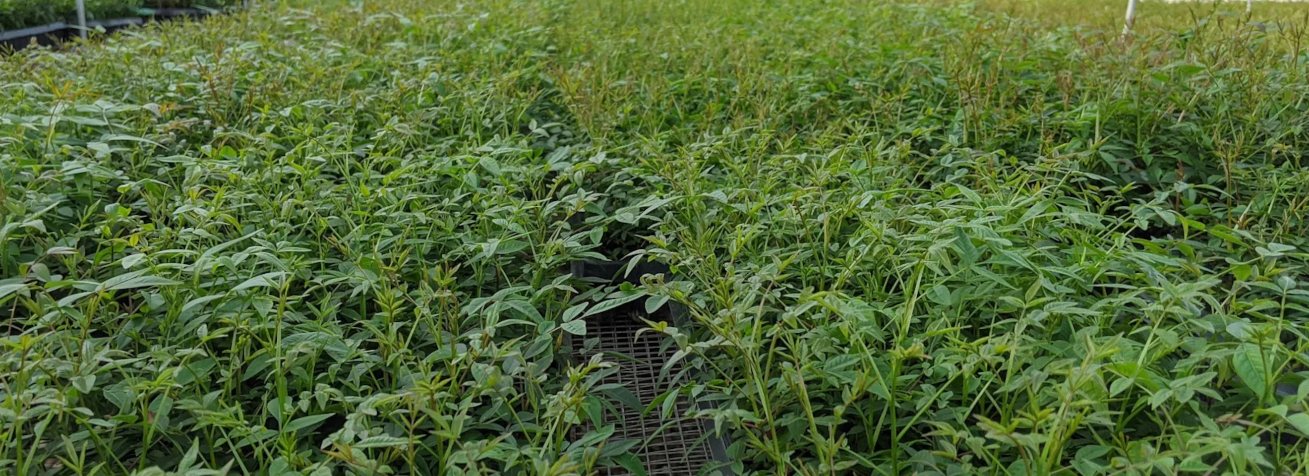 Plants in greenhouse trays, dense canopy of production at scale